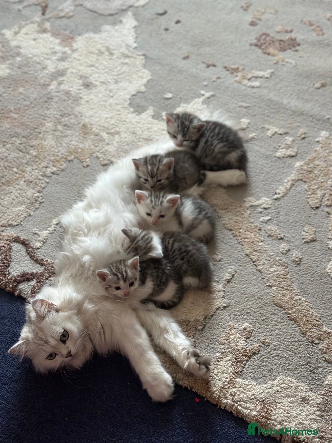 British Longhair cats for sale: Cross breed kittens  - Image 1