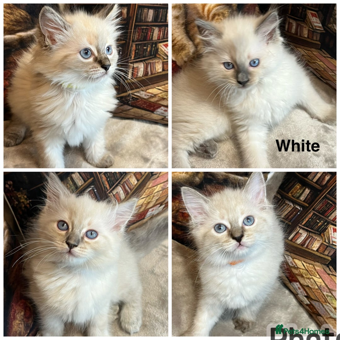 Ragdoll cats for sale: ❤️Amazing Pure Ragdoll Girls Waiting Loving Family - Advert 1