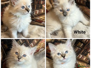 Ragdoll cats ❤️Amazing Pure Ragdoll Girls Waiting Loving Family - Advert 1