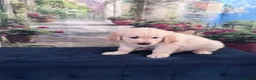 Golden Retriever dogs for sale: Beautiful Golden Retriever puppies - Advert 13
