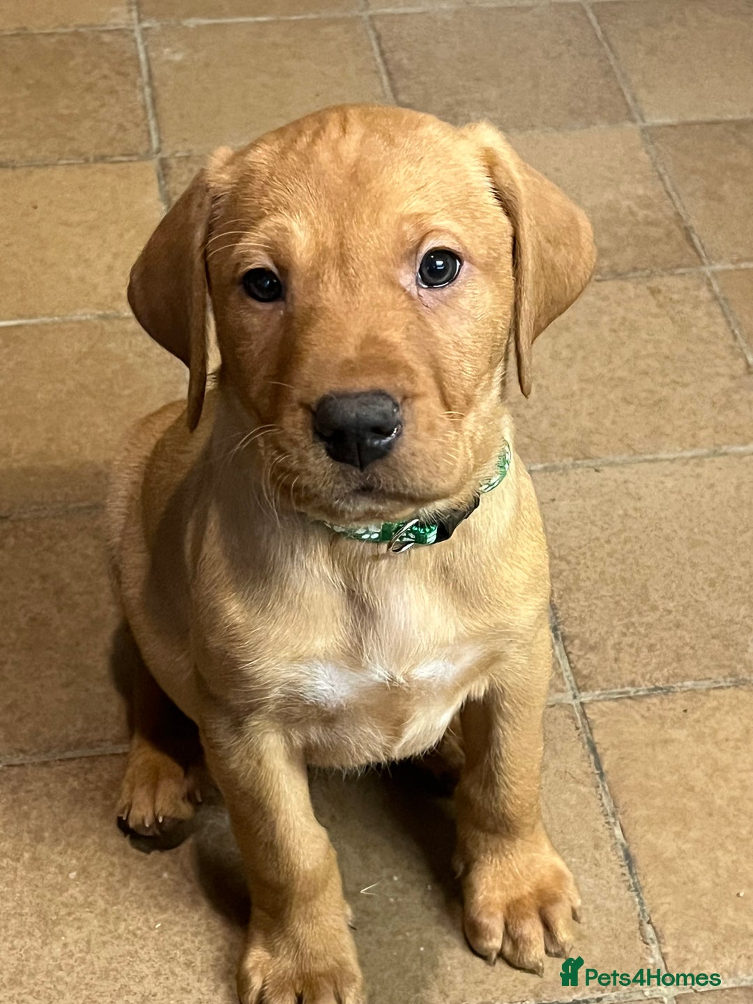 Mixed Breed dogs for sale: HUNGARIAN VIZSLA x FOX RED LABRADOR  - Advert 20