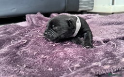 Staffordshire Bull Terrier dogs for sale: Staffys Puppies   25+ Champions ( Show Quality ) - Advert 17