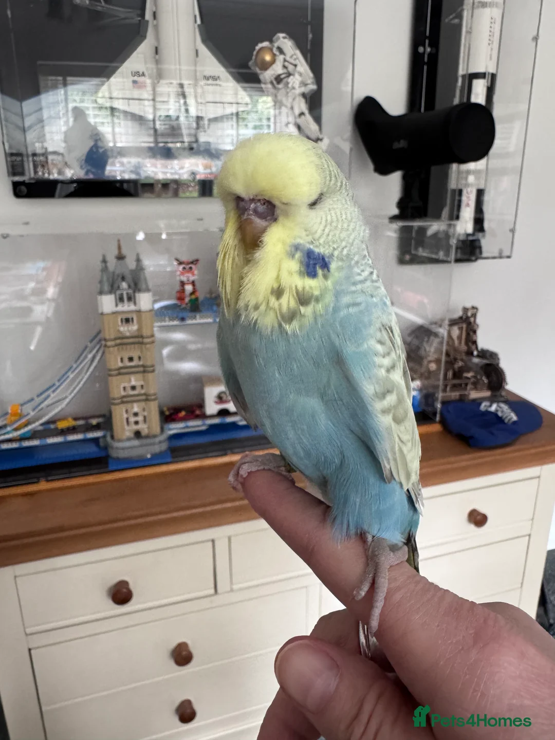 Budgerigars birds for sale: VERY RARE Baby Exhibition Budgie - Advert 4