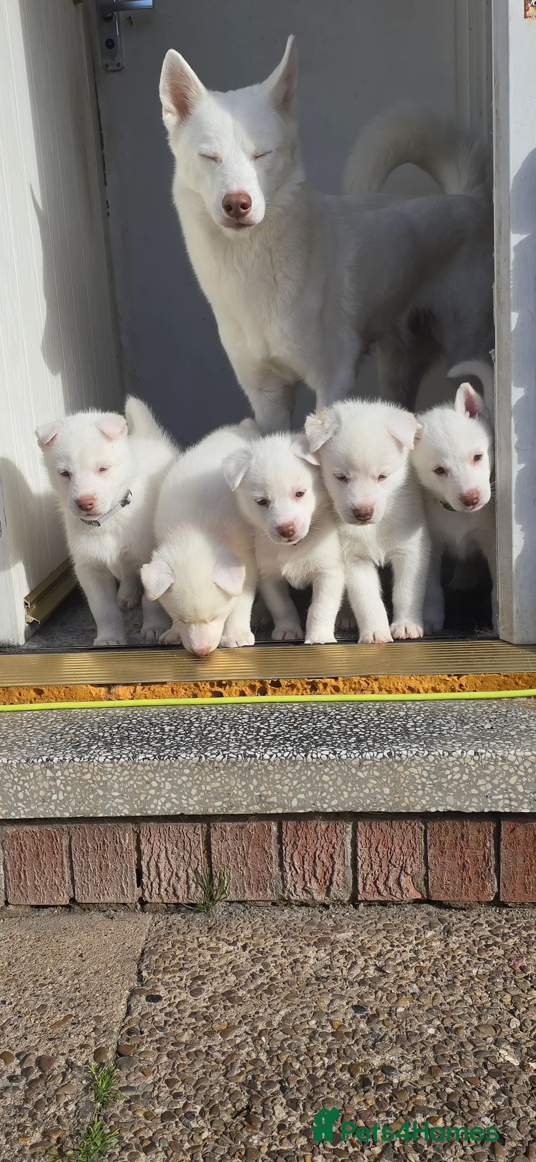 Siberian Husky dogs for sale: Litter of 7 white beautiful pups in Nottingham - Advert 2