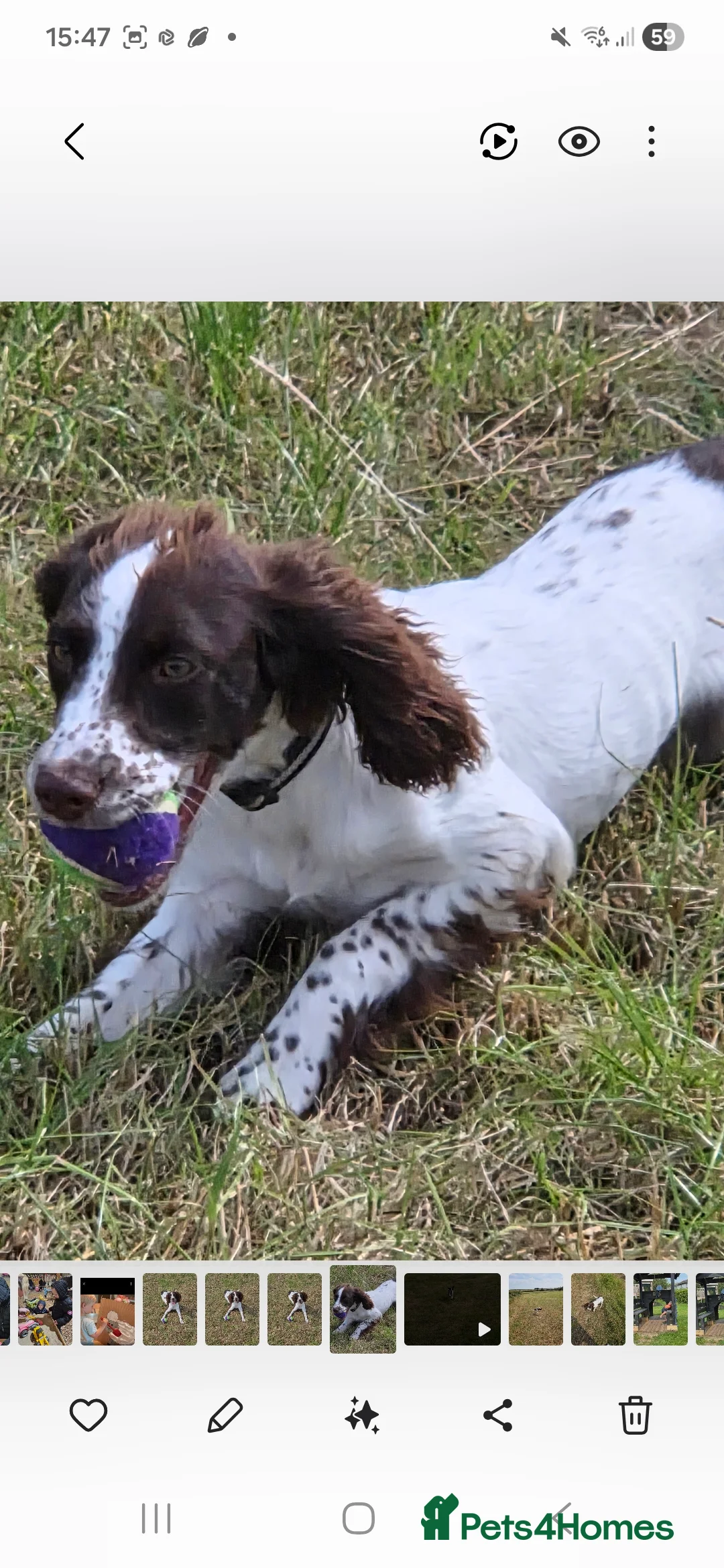 English Springer Spaniel dogs for sale: Springer spaniel Bitch 1 years old - Advert 2