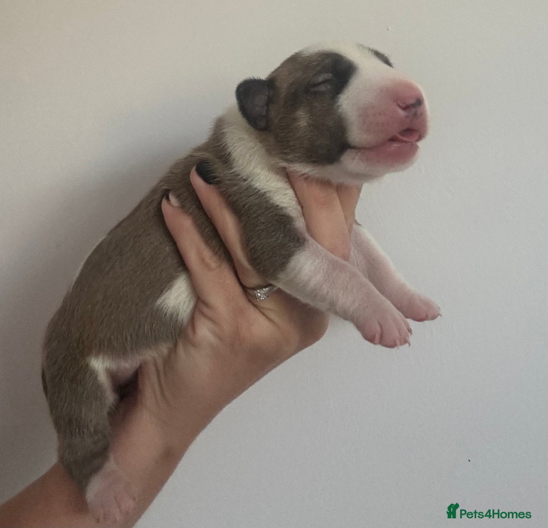 English Bull Terrier dogs for sale: 🏆CH Bloodlines Top Quality English Bull Terriers  - Image 16