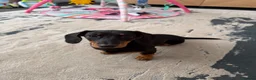 Miniature Dachshund dogs for sale: Miniature Dachshund 4 months old  in Peterlee - Advert 2