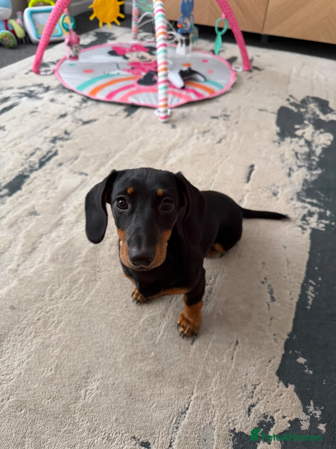 Miniature Dachshund dogs for sale: Miniature Dachshund 4 months old  in Peterlee - Advert 2