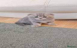 Mixed Breed cats for sale: Adorable Scottish Fold Kittens for sale - Image 3