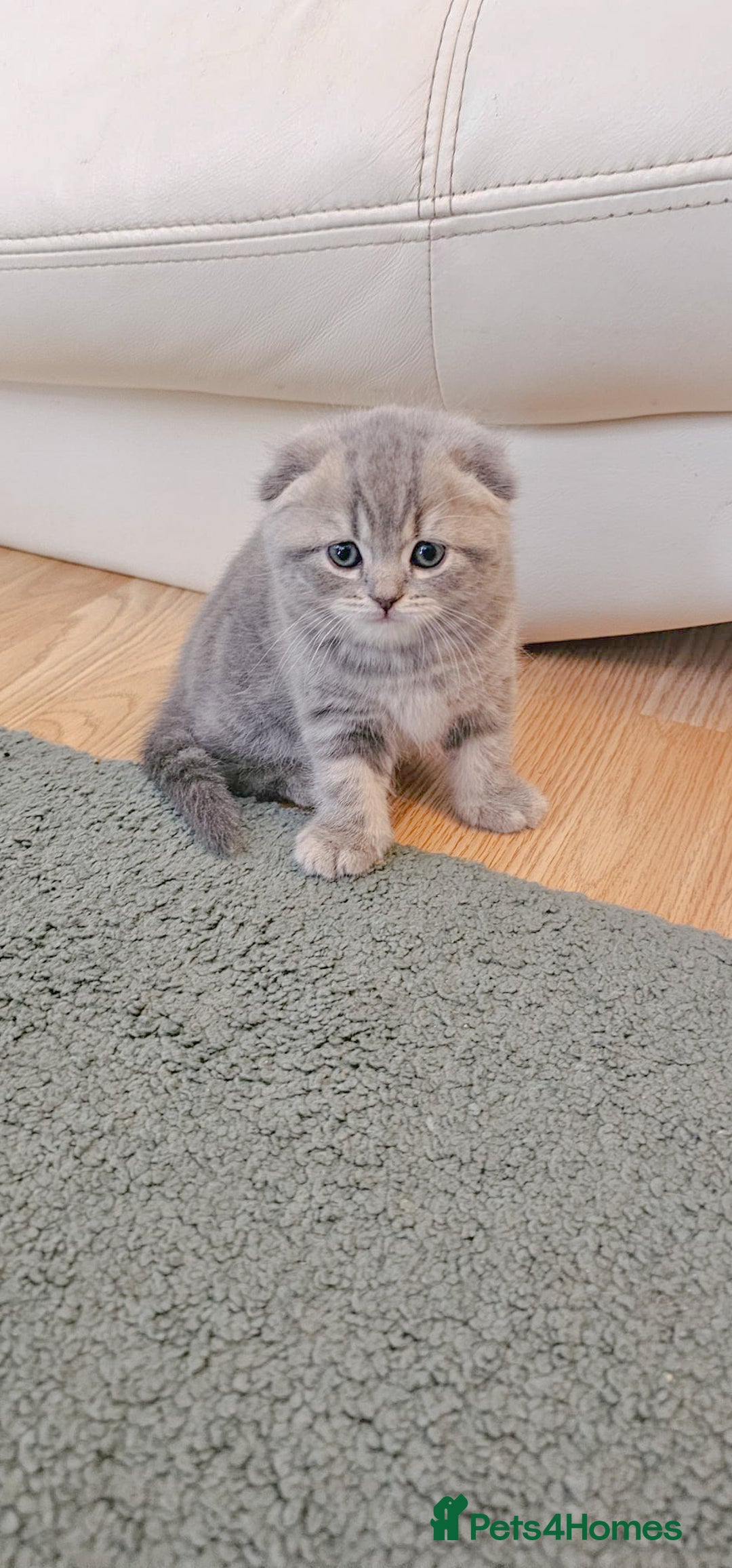 Mixed Breed cats for sale: Adorable Scottish Fold Kittens for sale - Image 3