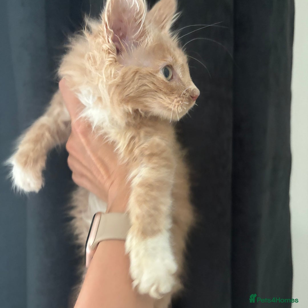 Maine Coon cats for sale: Reduced Pedigree GCCF registered kitten 1.6kg - Image 6