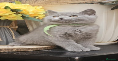 British Shorthair cats - Advert 4