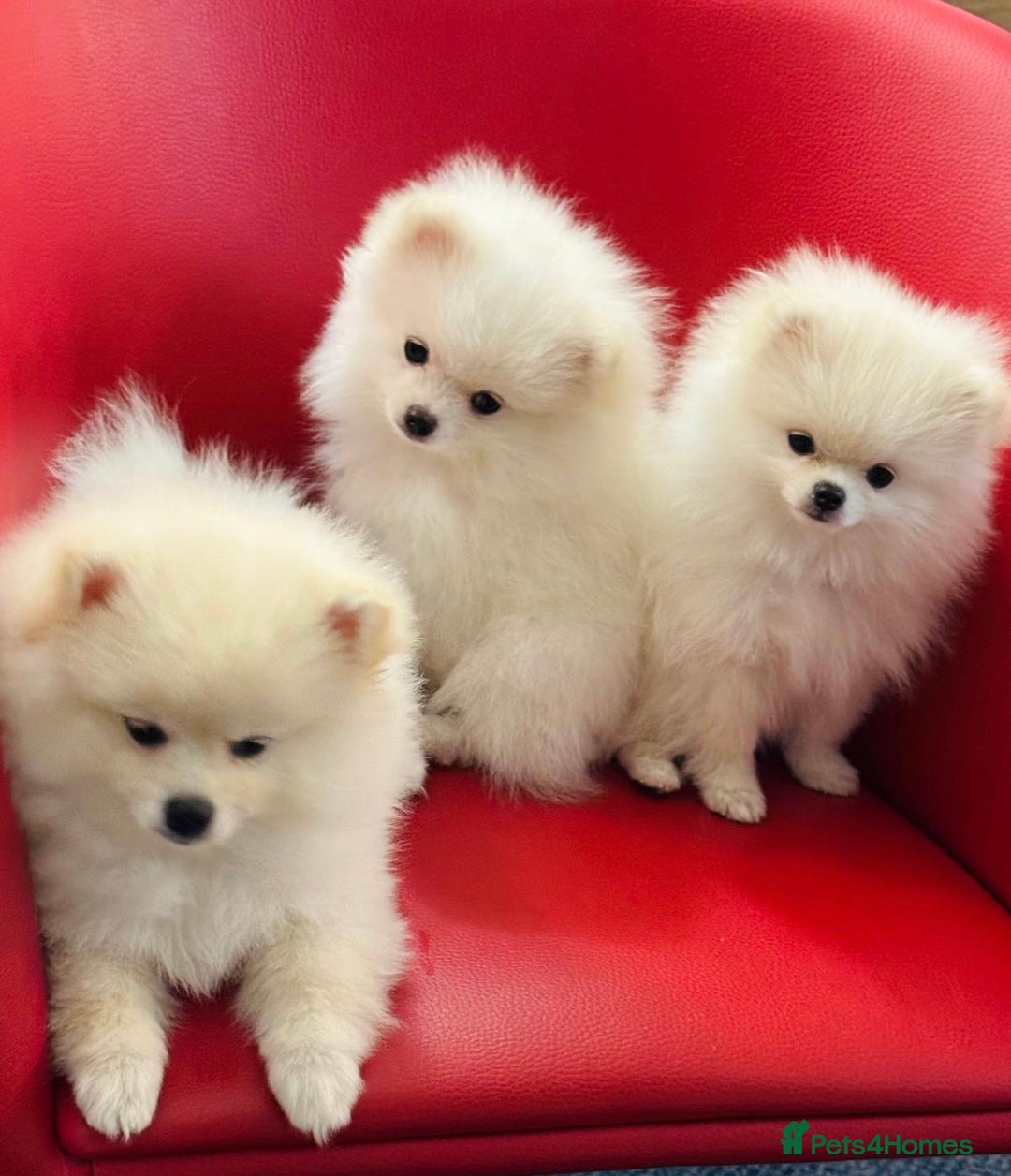 Pomeranian dogs for sale: 🐶 Adorable Pomeranian Puppies for Sale! 🐾 - Image 4