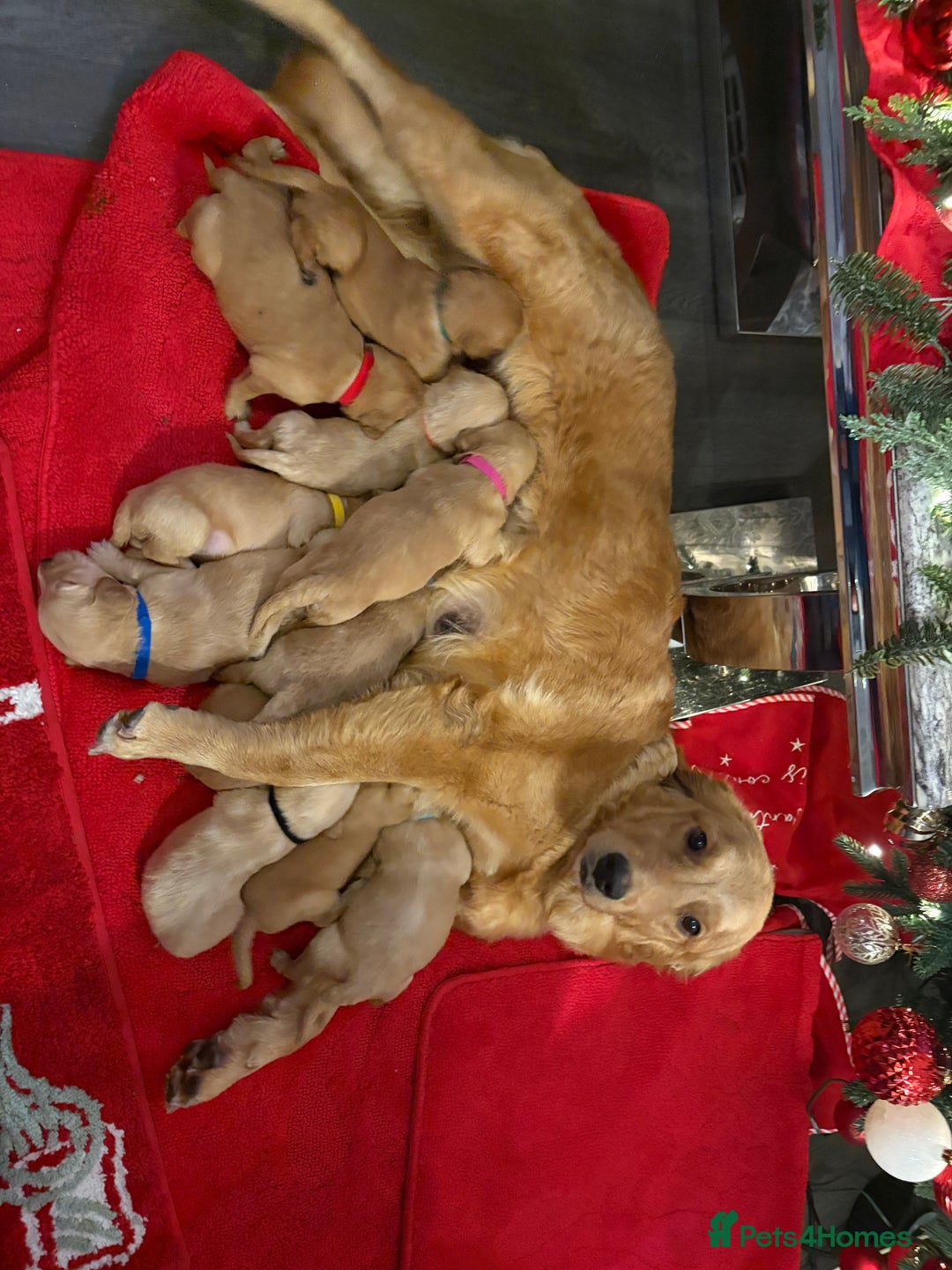 Golden Retriever dogs for sale: Adorable golden retriever puppies  - Advert 17