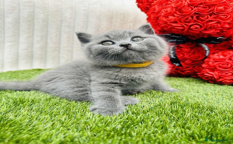 British Shorthair cats - Advert 2