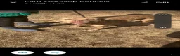 American Bull Staffy dogs for adoption: Gorgeous staffie cross dogs for adoption  - Advert 2