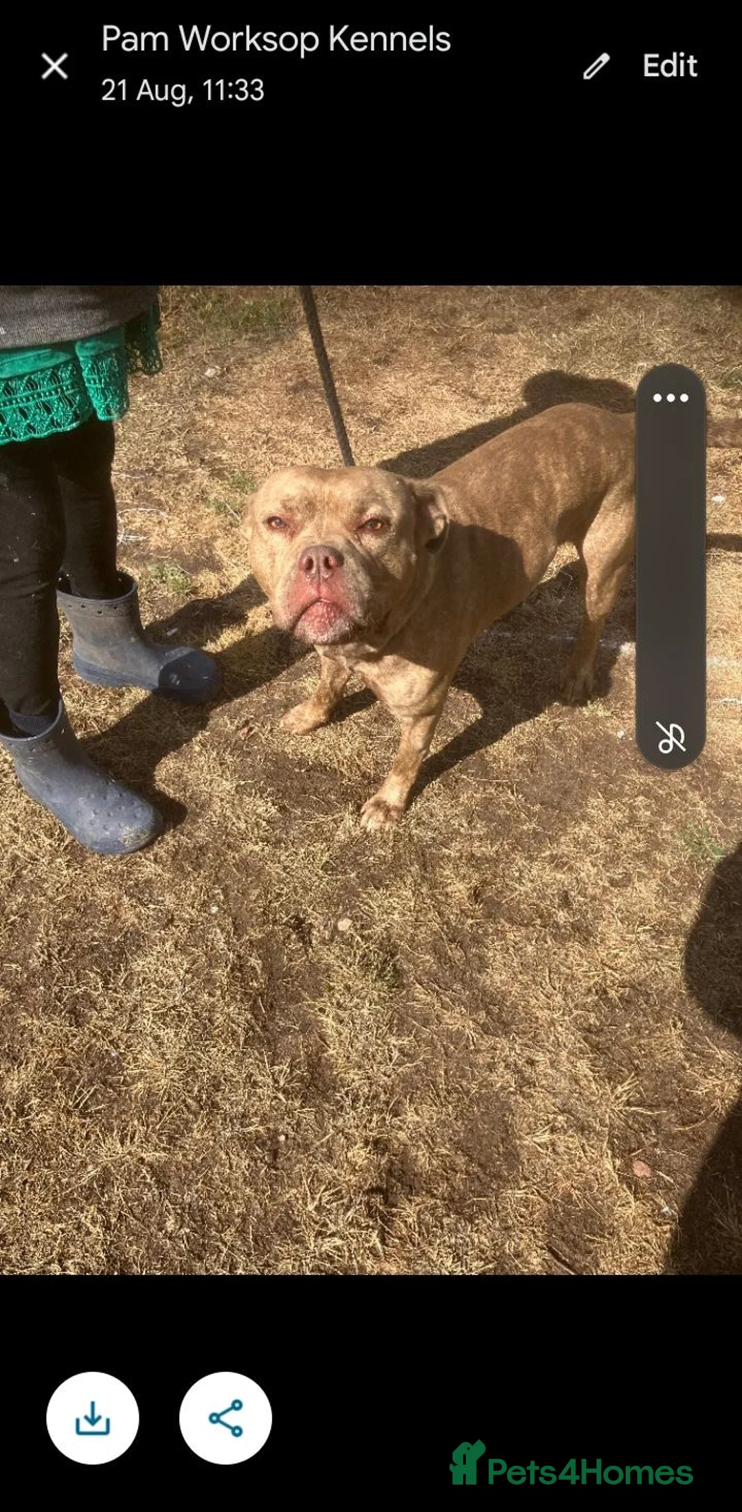 American Bull Staffy dogs for adoption: Gorgeous staffie cross dogs for adoption  - Advert 2