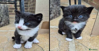 Mixed Breed cats - Advert 3