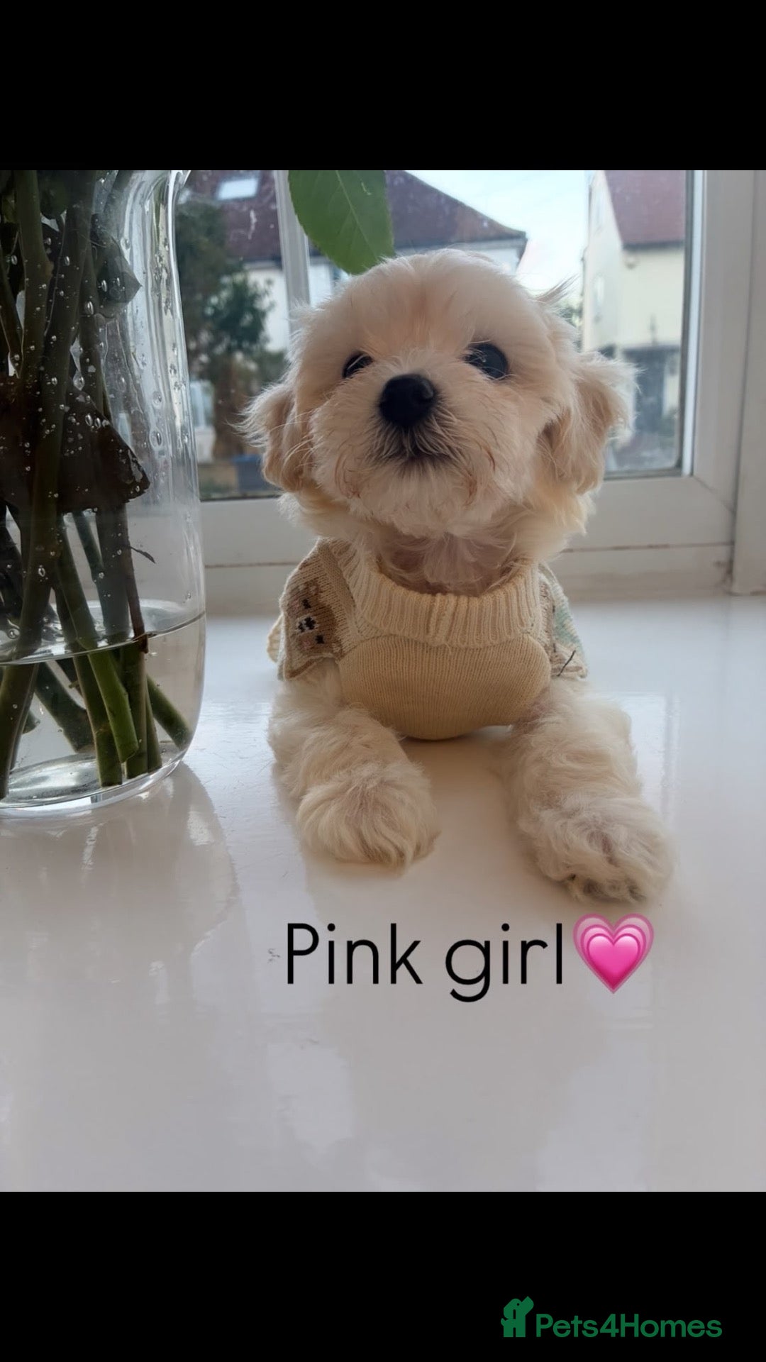 Maltipoo dogs F1 Maltipoo babies KC reg parents - Advert 1