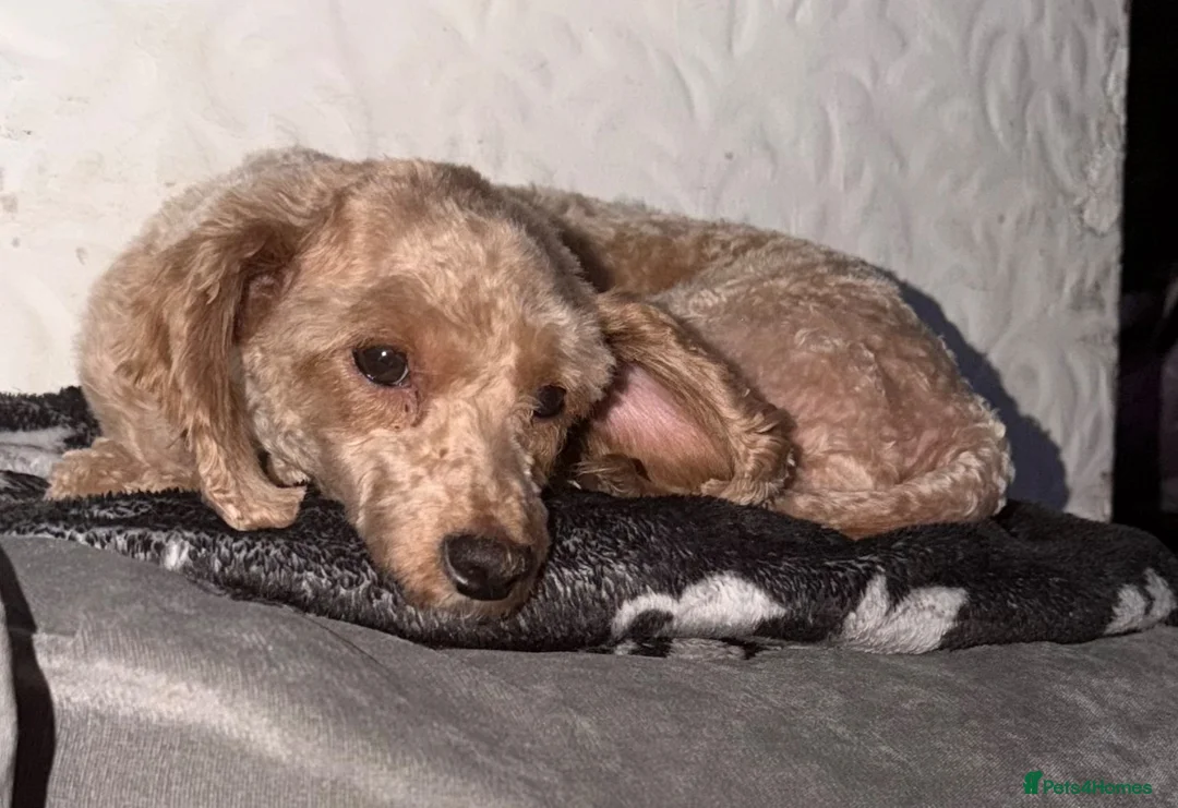 Cavapoo dogs for sale: Adult female Cavapoo  - Advert 1