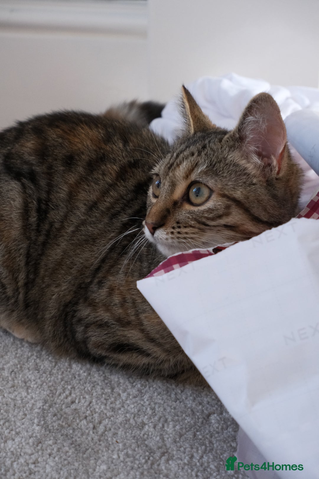 Mixed Breed cats for sale: Rehoming our lovely kitten Lulu - Advert 3