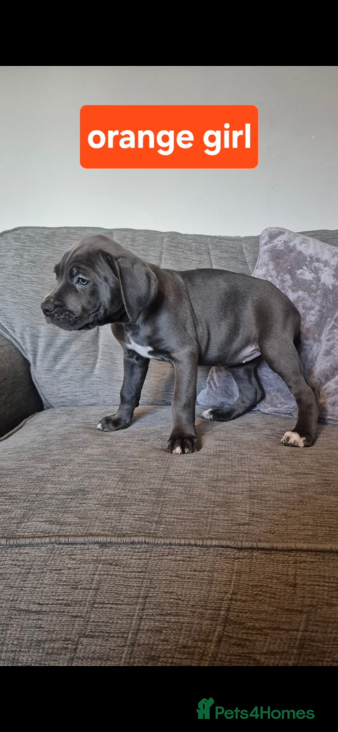 Cane Corso dogs for sale: Ready for new homes, cane corsos.  - Advert 15