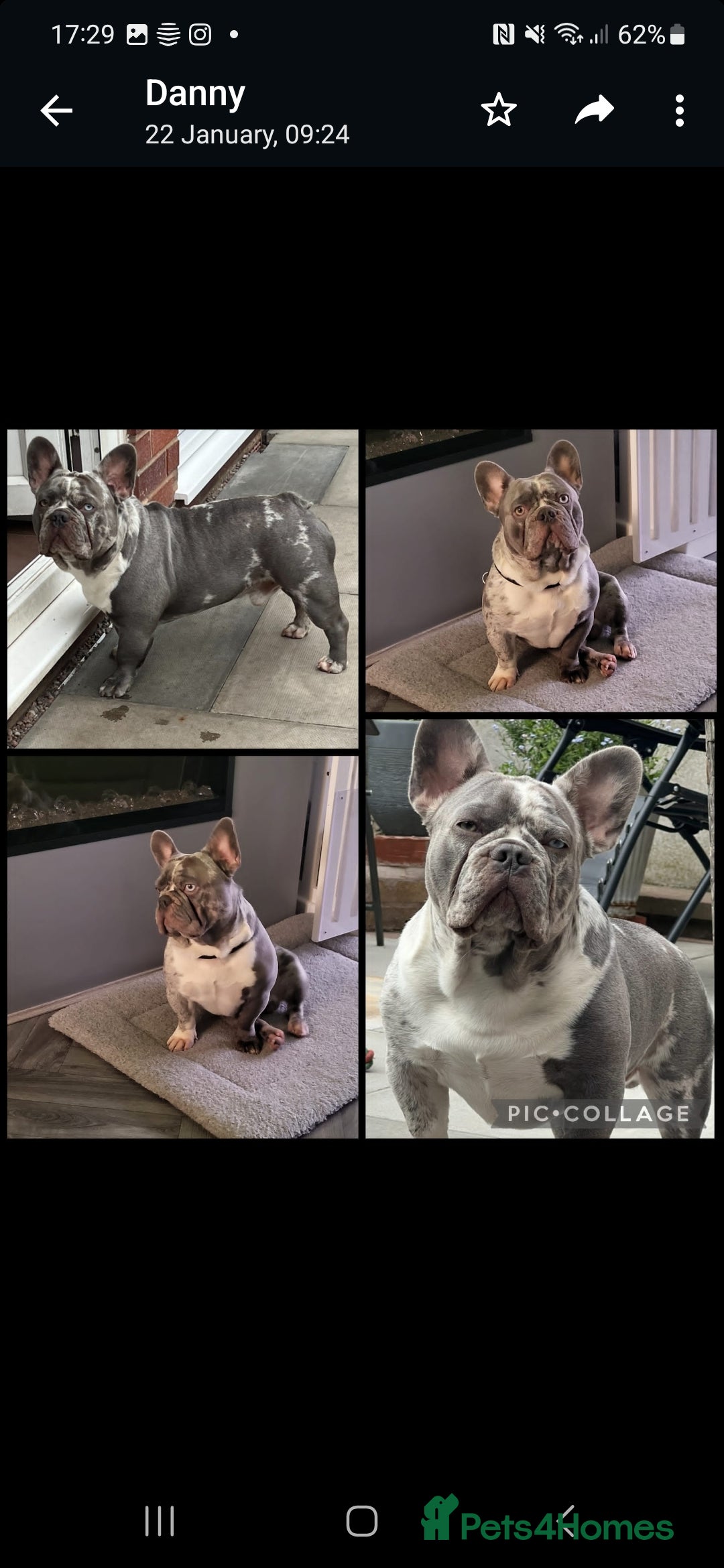 French Bulldog dogs for stud: LILAC MERLE STUD in Wednesbury - Image 8
