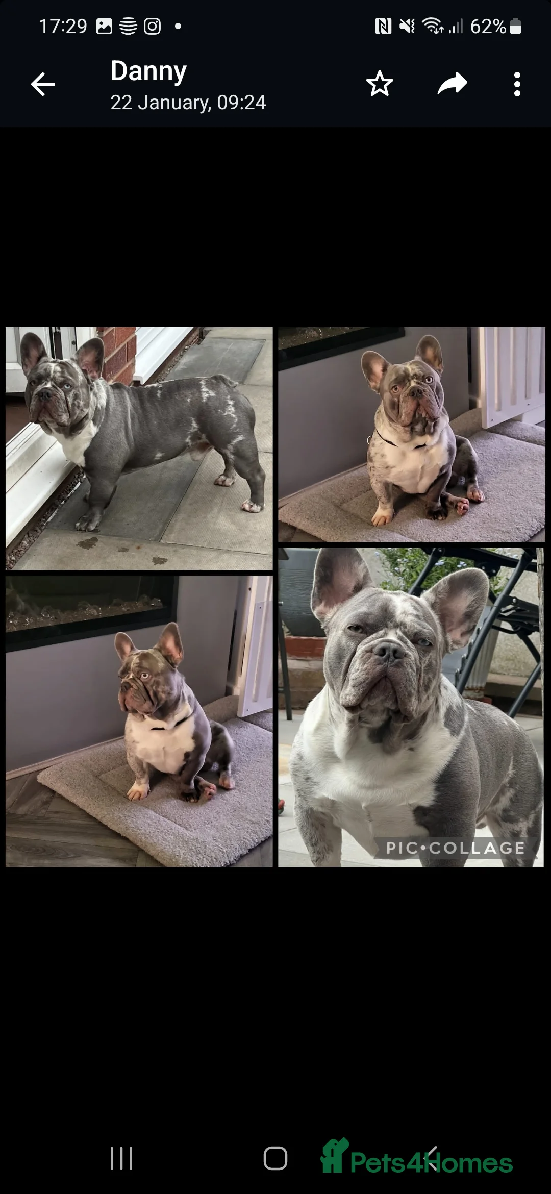 French Bulldog dogs for stud: LILAC MERLE STUD in Wednesbury - Advert 8