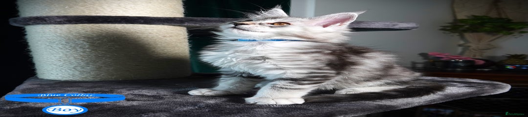 Maine Coon Kitten Blue Collar