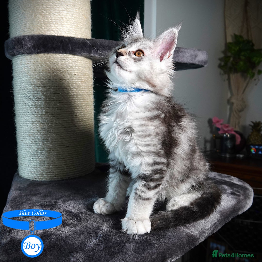Maine Coon cats for sale: STUNNING XL PEDIGREE MAINE COON KITTENS - Image 19