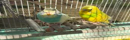 Budgerigars birds for sale: Budgies for sale in Norbury in London - Advert 2