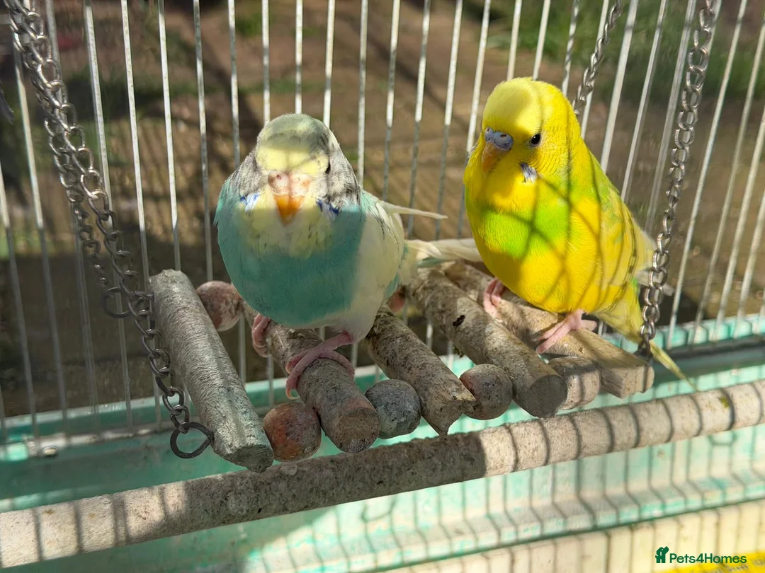 Budgerigars birds for sale: Budgies for sale in Norbury in London - Advert 2
