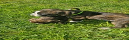 Boxer dogs for sale: Pedigree Boxer pups in Armagh - Advert 12