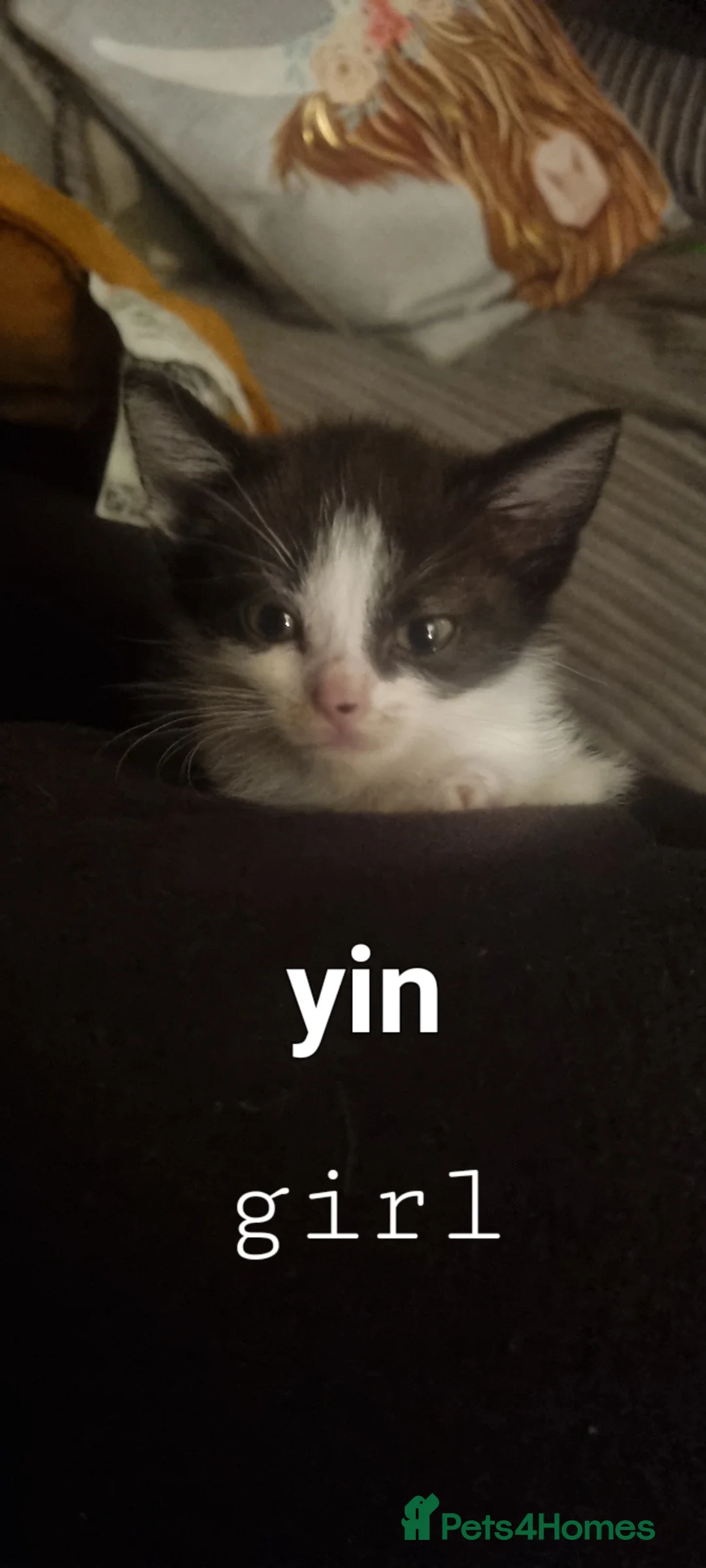 Mixed Breed cats for sale: Beautiful kittens looking for 5 star homes  - Advert 2