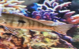 Tetras fish for sale: Diff fish for sale - Image 7