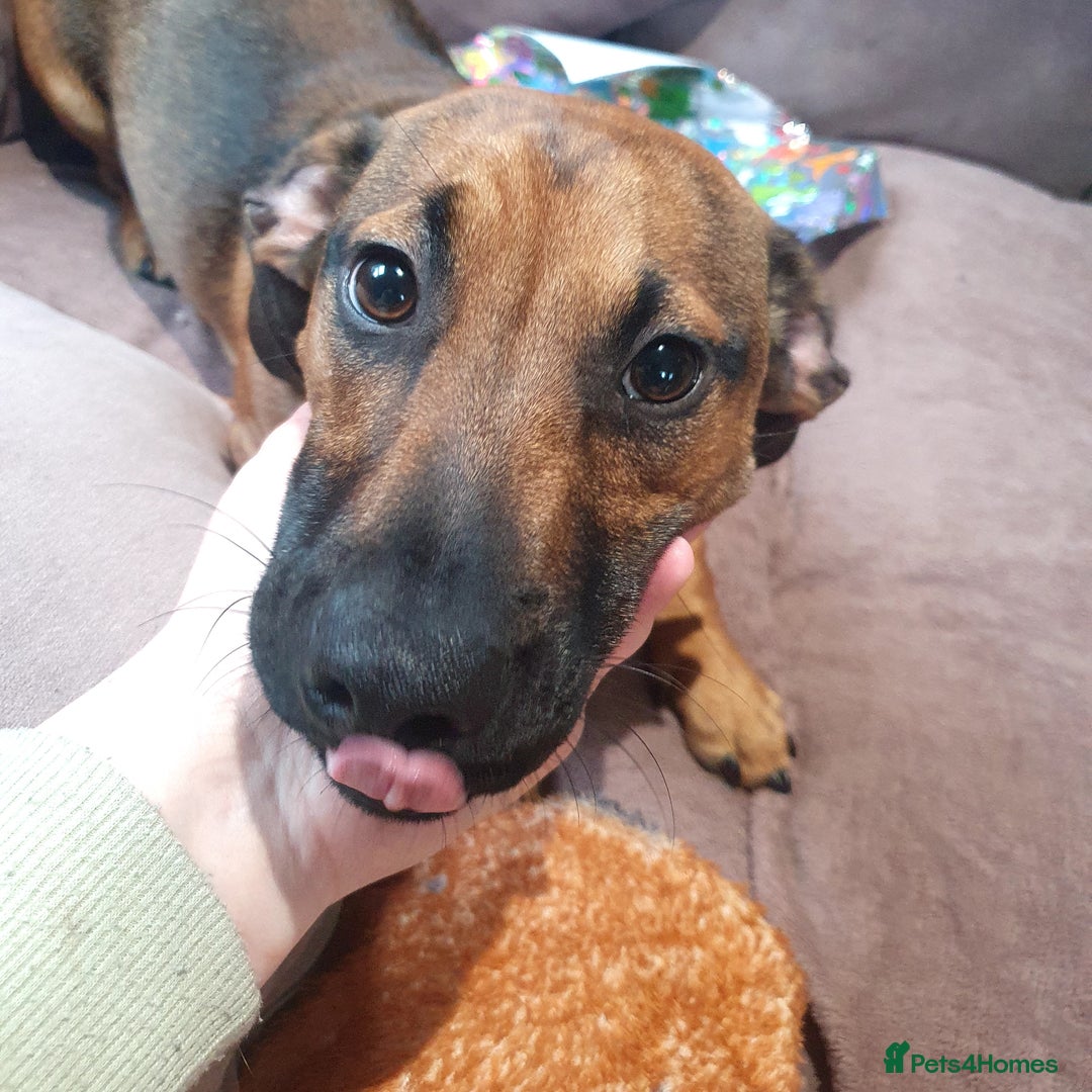 Mixed Breed dogs for sale: FREE (please read) - Advert 3