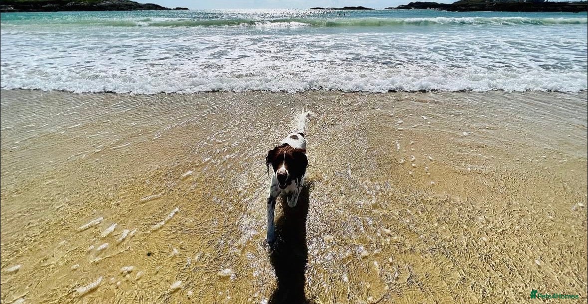 Welsh Springer Spaniel dogs Springer spaniel  - Advert 4