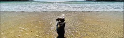 Welsh Springer Spaniel dogs for sale: Springer spaniel  in Deeside - Advert 1