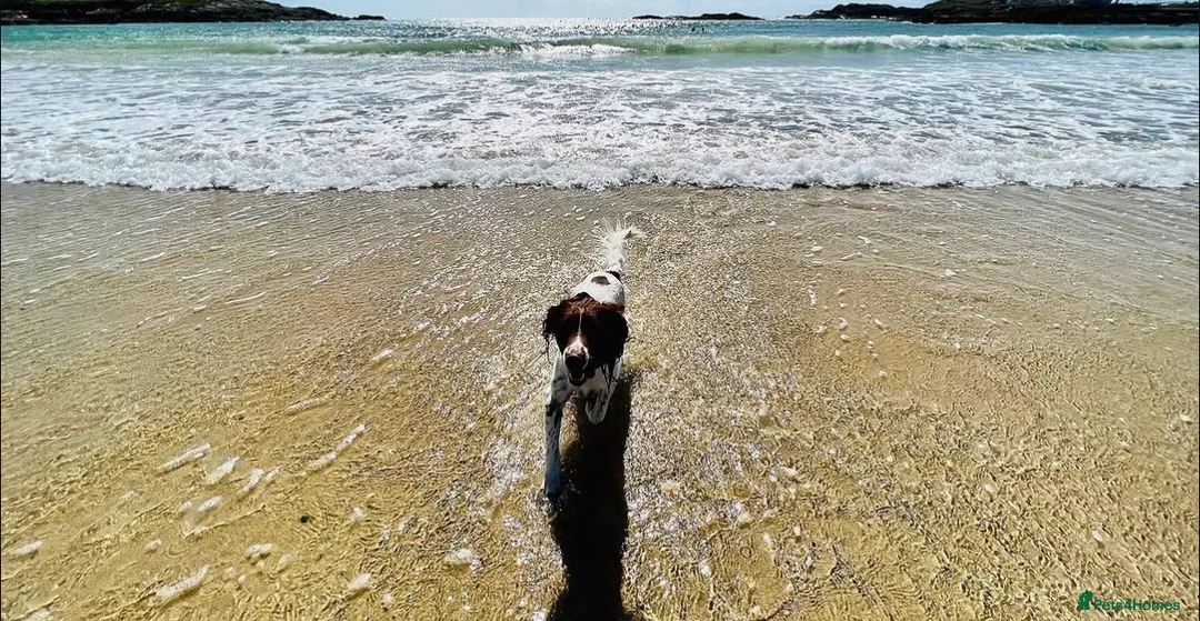 Welsh Springer Spaniel dogs for sale: Springer spaniel  in Deeside - Advert 1