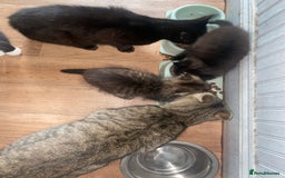 Mixed Breed cats for sale: Two little beauties  - Image 4