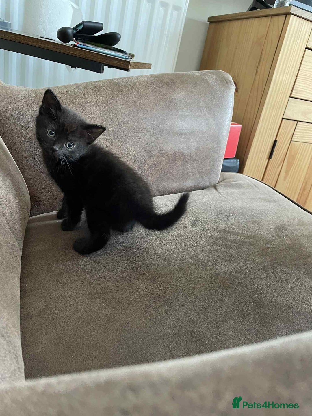 Mixed Breed cats for sale: 5 super cute kittens  - Image 19