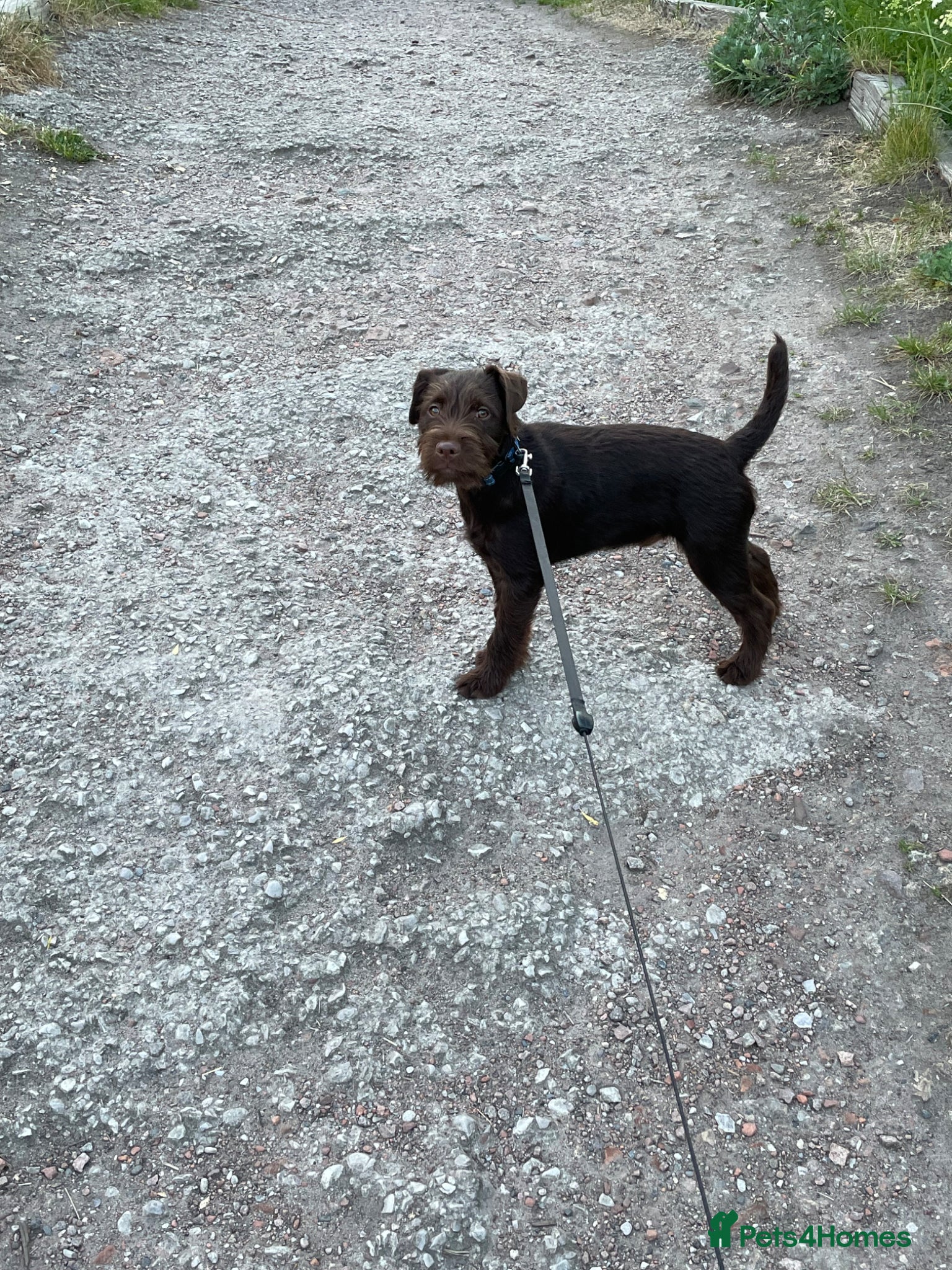 Patterdale Terrier dogs for sale: Patterdale Terrier  in Liverpool - Advert 3