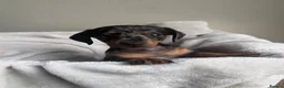 Miniature Dachshund dogs for sale: Miniture dachshund girl - Advert 4