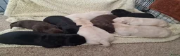 Labrador Retriever dogs for sale: Pedigree labrador puppies all 3 colours  - Advert 12