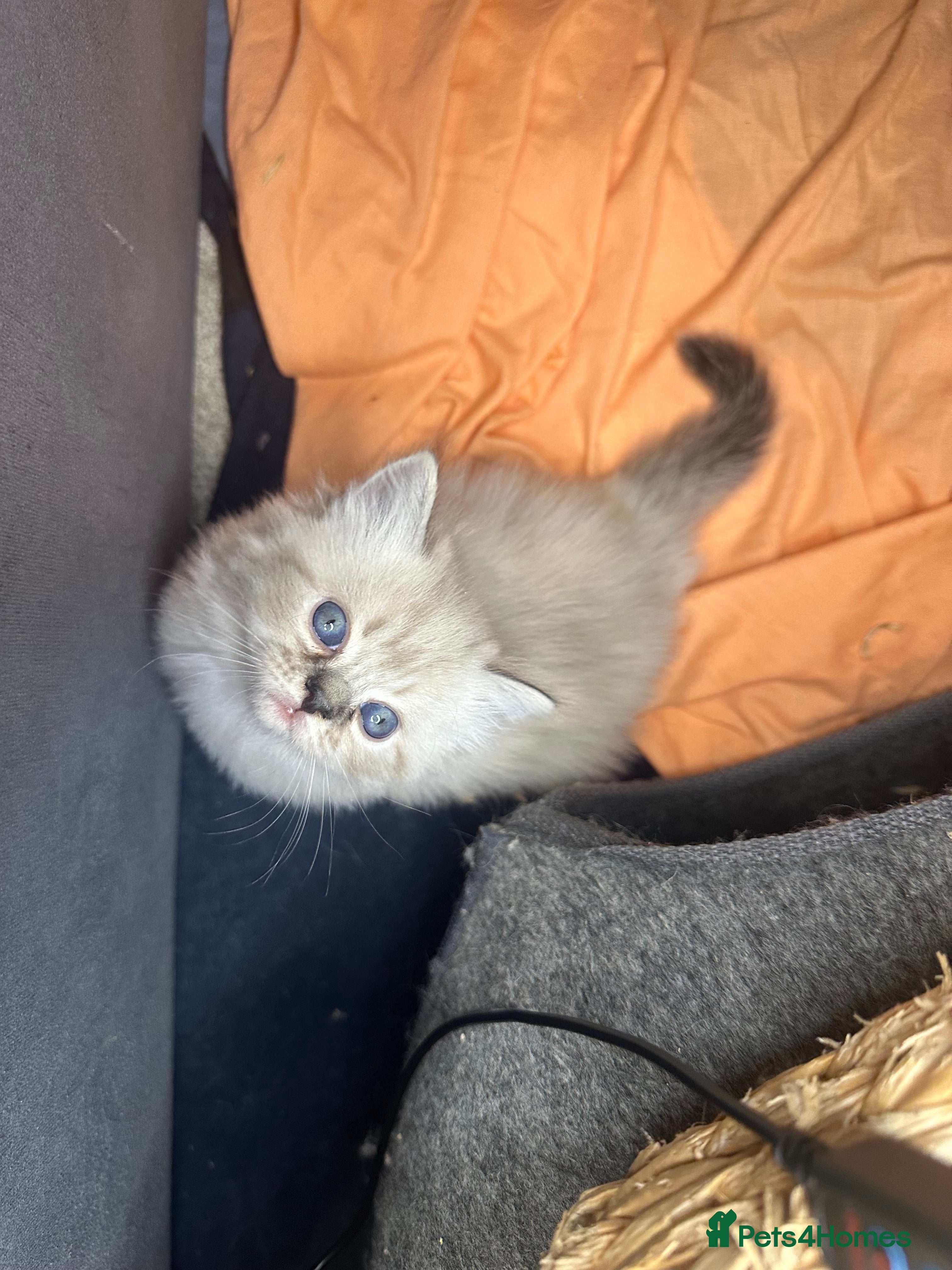 Persian cats Pedigree Persian Himalayan Kittens - Advert 2