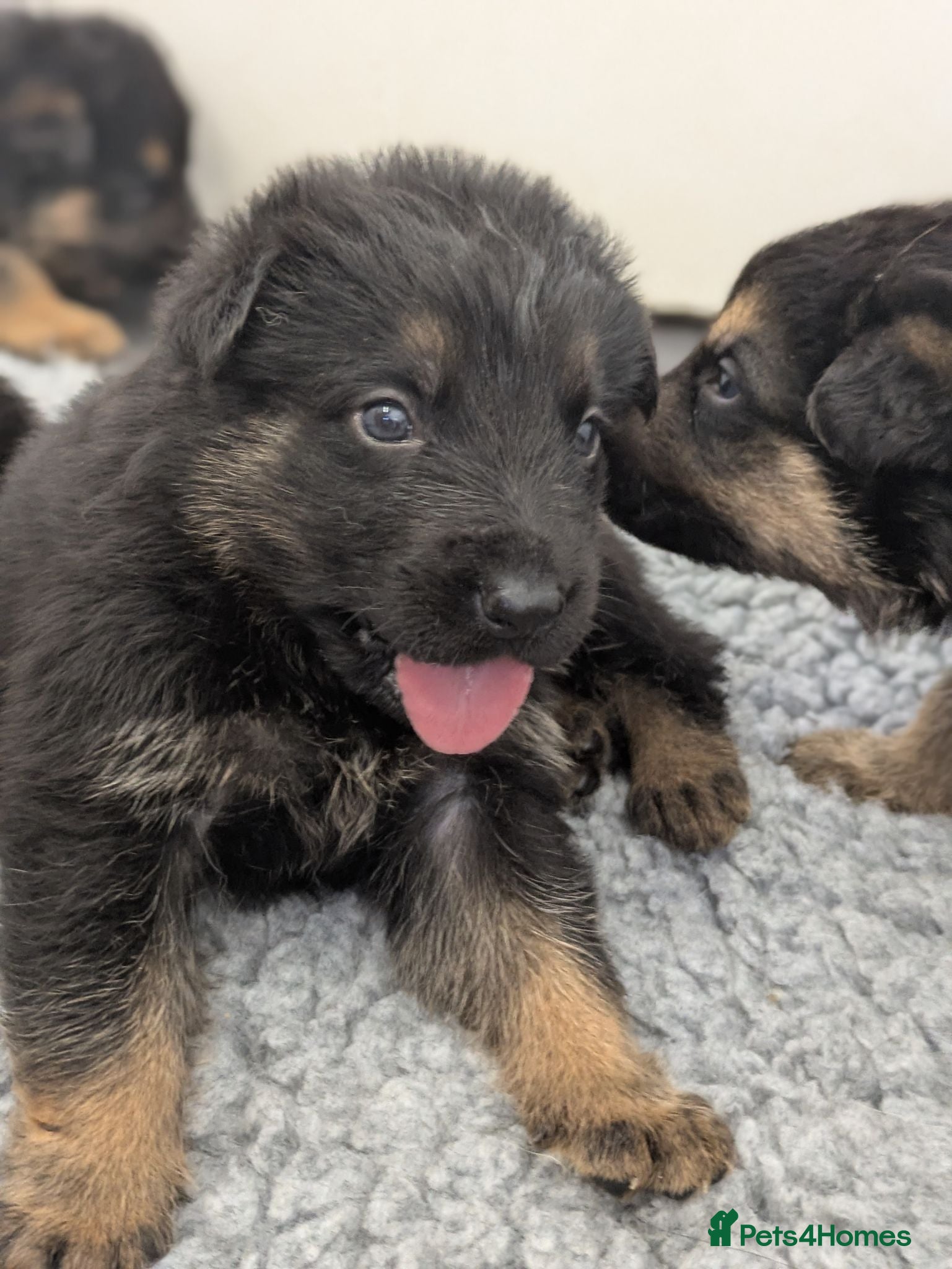 German Shepherd dogs Champion-Line KC Pups From Health Tested Parents - Advert 1