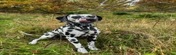 Dalmatian dogs for stud: Dalmatian for stud in Dundee - Advert 5