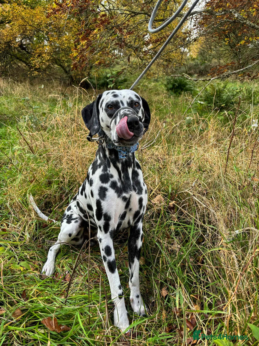 Dalmatian dogs for stud: Dalmatian for stud in Dundee - Advert 5
