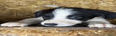 Border Collie girl - 8