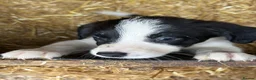 Border Collie dogs for sale: Border collie puppies  - Advert 2